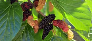 Mulberry Tree